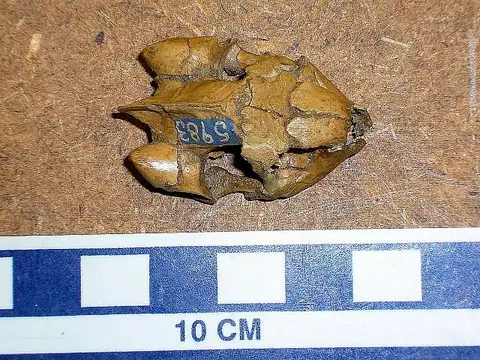 Dokumentasi USNM V5983 dengan identifikasi pada sumber Terrapene longinsulae. Isi dan label gambar dipertahankan.