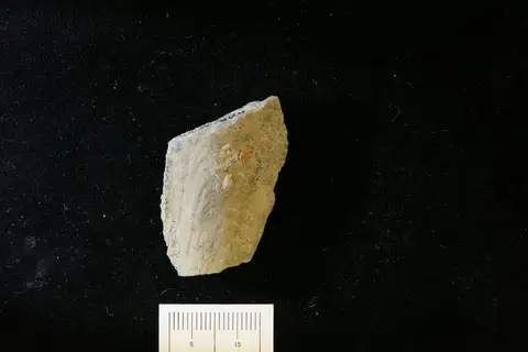 Dokumentasi YPM IP 507884 dengan identifikasi pada sumber Aviculopinna pinnaeformis. Isi dan label gambar dipertahankan.