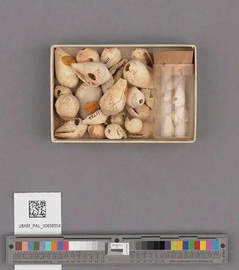 Dokumentasi USNM PAL658504 dengan identifikasi pada sumber Californiconus californicus. Isi dan label gambar dipertahankan.