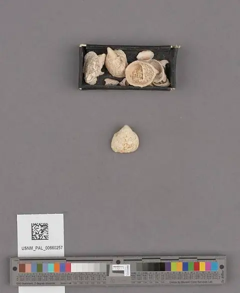 Dokumentasi USNM PAL660257 dengan identifikasi pada sumber Crepidula adunca. Isi dan label gambar dipertahankan.
