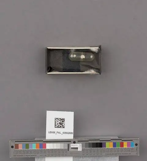 Dokumentasi USNM PAL662689 dengan identifikasi pada sumber Vitrinella stearnsi. Isi dan label gambar dipertahankan.