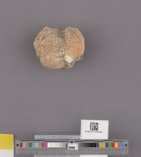 Dokumentasi USNM PAL652366 dengan identifikasi pada sumber Chama pellucida. Isi dan label gambar dipertahankan.
