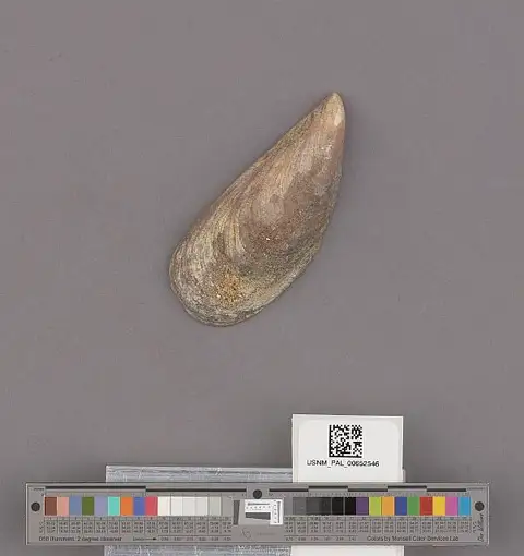 Dokumentasi USNM PAL652546 dengan identifikasi pada sumber Mytilus californianus. Isi dan label gambar dipertahankan.