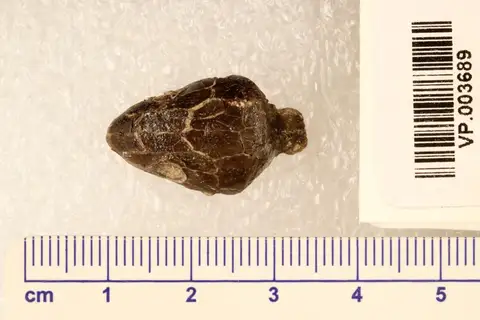 Dokumentasi YPM VP 003689 dengan identifikasi pada sumber Cardiocephalus sternbergi. Isi dan label gambar dipertahankan.