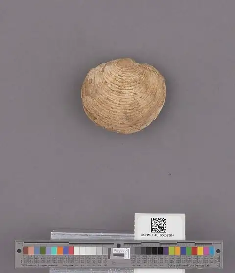 Dokumentasi USNM PAL652364 dengan identifikasi pada sumber Lucinoma acutilineata. Isi dan label gambar dipertahankan.