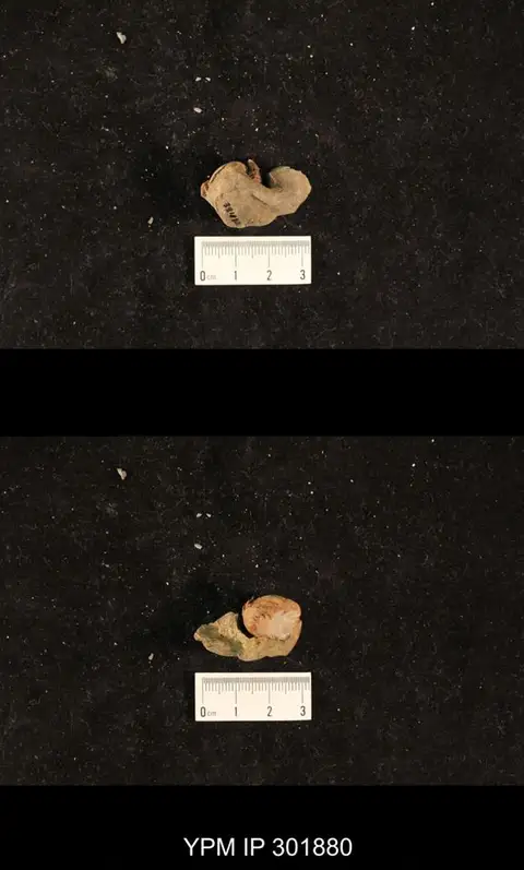 Dokumentasi YPM IP 301880 dengan identifikasi pada sumber Mya (Mya) truncata. Isi dan label gambar dipertahankan.