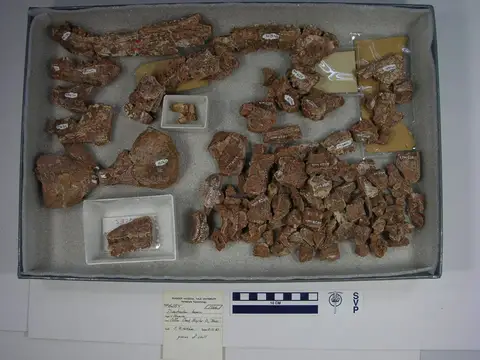 Dokumentasi YPM VP 006284 dengan identifikasi pada sumber Dimetrodon loomisi. Isi dan label gambar dipertahankan.