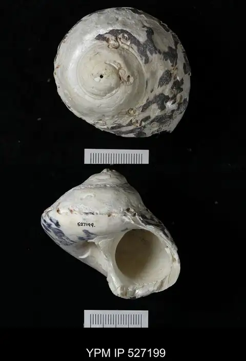 Dokumentasi YPM IP 527199 dengan identifikasi pada sumber Cittarium pica. Isi dan label gambar dipertahankan.
