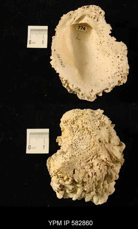 Dokumentasi YPM IP 582860 dengan identifikasi pada sumber Chama macerophylla. Isi dan label gambar dipertahankan.