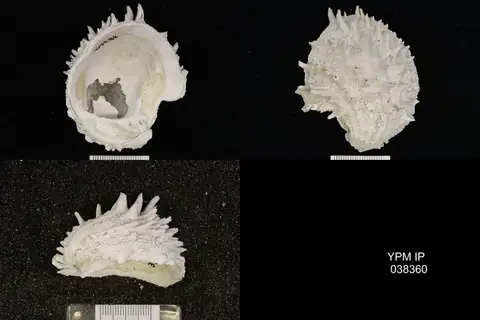Dokumentasi YPM IP 038360 dengan identifikasi pada sumber Arcinella arcinella. Isi dan label gambar dipertahankan.