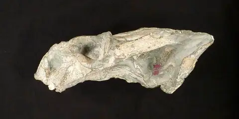 Dokumentasi USNM PAL410286 dengan identifikasi pada sumber Oudenodon bainii. Isi dan label gambar dipertahankan.