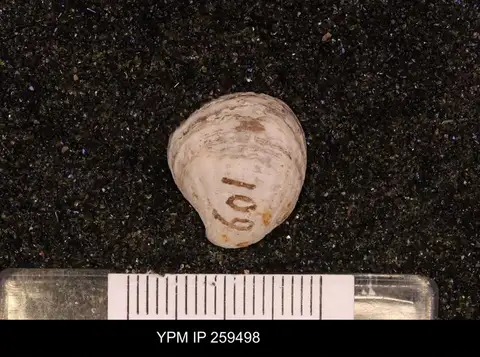Dokumentasi YPM IP 259498 dengan identifikasi pada sumber Cyclocardia borealis. Isi dan label gambar dipertahankan.