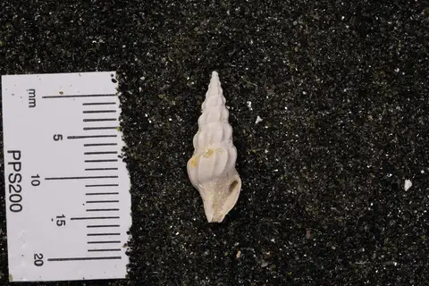 Dokumentasi YPM IP 427637 dengan identifikasi pada sumber Cymatosyrinx lunata. Isi dan label gambar dipertahankan.