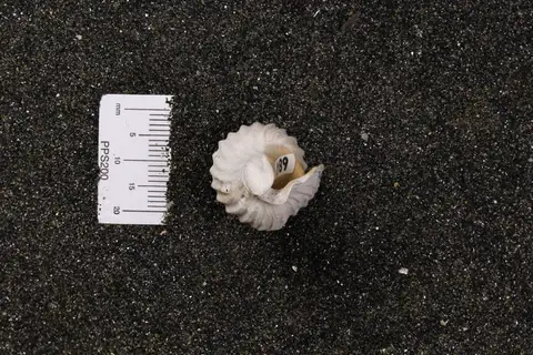 Dokumentasi YPM IP 582880 dengan identifikasi pada sumber Cymatosyrinx aclinica. Isi dan label gambar dipertahankan.