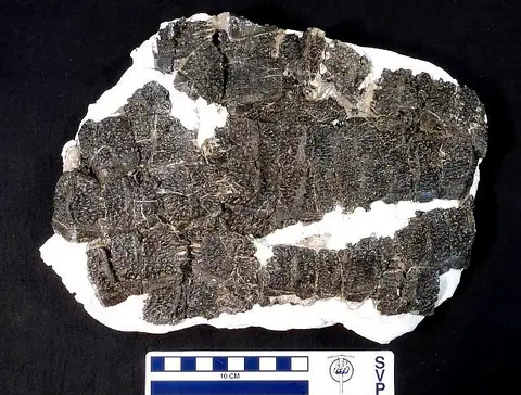 Dokumentasi USNM PAL244214 dengan identifikasi pada sumber Doswellia kaltenbachi. Isi dan label gambar dipertahankan.