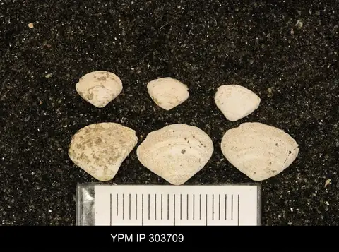 Dokumentasi YPM IP 303709 dengan identifikasi pada sumber Mulinia lateralis. Isi dan label gambar dipertahankan.