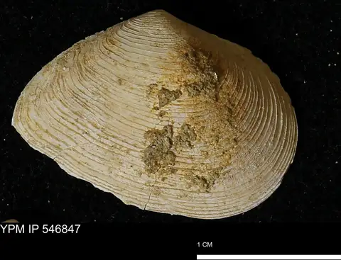 Dokumentasi YPM IP 546847 dengan identifikasi pada sumber Cumingia tellinoides. Isi dan label gambar dipertahankan.