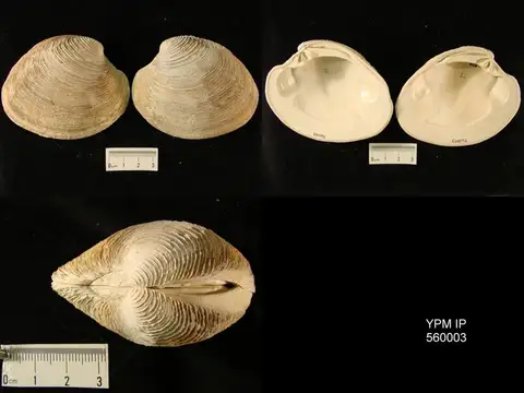 Dokumentasi YPM IP 560003 dengan identifikasi pada sumber Mercenaria campechiensis. Isi dan label gambar dipertahankan.
