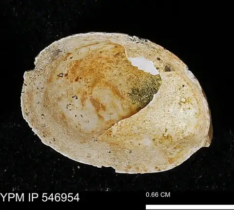 Dokumentasi YPM IP 546954 dengan identifikasi pada sumber Crepidula fornicata. Isi dan label gambar dipertahankan.