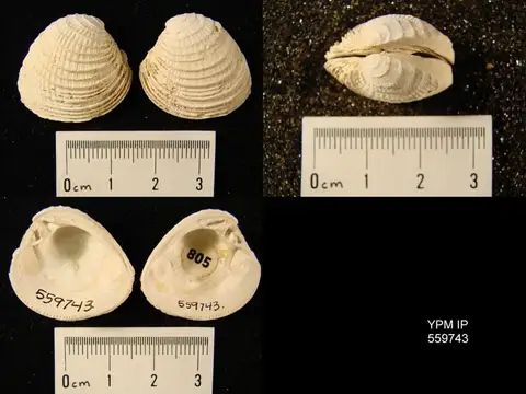 Dokumentasi YPM IP 559743 dengan identifikasi pada sumber Chione cancellata. Isi dan label gambar dipertahankan.