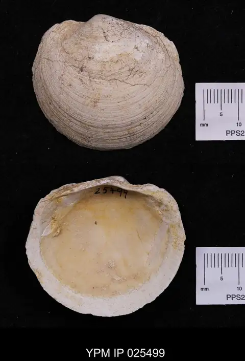 Dokumentasi YPM IP 025499 dengan identifikasi pada sumber Anodontia alba. Isi dan label gambar dipertahankan.