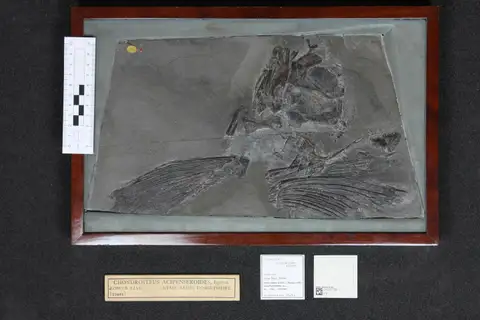 Dokumentasi PV OR 39494 dengan identifikasi pada sumber Chondrosteus acipenseroides. Isi dan label gambar dipertahankan.