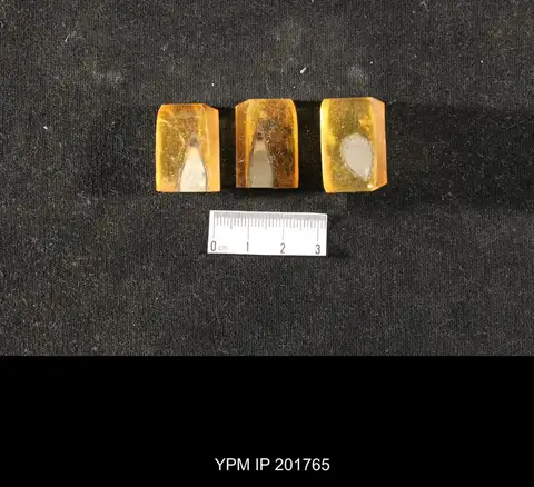 Dokumentasi YPM IP 201765 dengan identifikasi pada sumber Phestia corrugata. Isi dan label gambar dipertahankan.