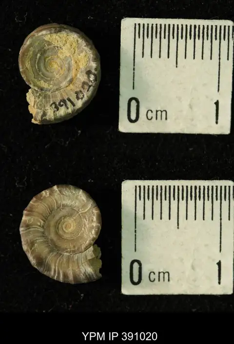 Dokumentasi YPM IP 391020 dengan identifikasi pada sumber Amphiscapha subrugosa. Isi dan label gambar dipertahankan.