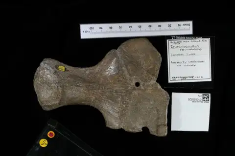 Dokumentasi PV R 1127 b dengan identifikasi pada sumber Ichthyosaurus tenuirostris. Isi dan label gambar dipertahankan.