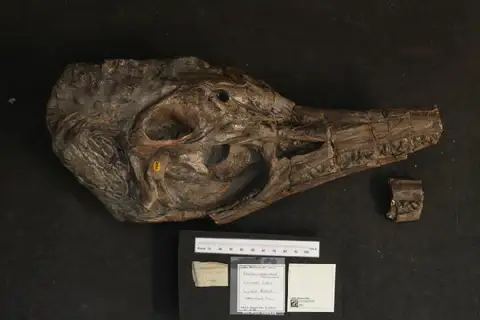 Dokumentasi PV OR 2090 (*) dengan identifikasi pada sumber Ichthyosaurus communis. Isi dan label gambar dipertahankan.