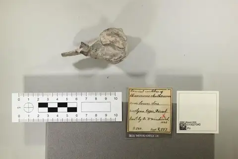 Dokumentasi PV R 227 dengan identifikasi pada sumber Plesiosaurus eleutheraxon. Isi dan label gambar dipertahankan.