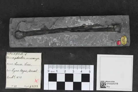 Dokumentasi PV OR 43973 dengan identifikasi pada sumber Dimorphodon macronyx. Isi dan label gambar dipertahankan.