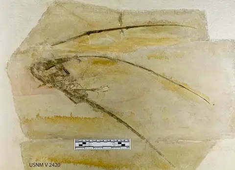 Dokumentasi USNM V2420 dengan identifikasi pada sumber Rhamphorhynchus gemmingi. Isi dan label gambar dipertahankan.