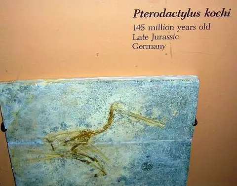 Dokumentasi USNM V18512 dengan identifikasi pada sumber Pterodactylus kochi. Isi dan label gambar dipertahankan.