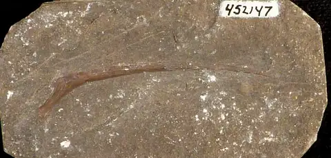 Dokumentasi USNM PAL452147 dengan identifikasi pada sumber Rhamphocephalus bucklandi. Isi dan label gambar dipertahankan.
