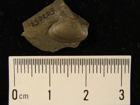 Dokumentasi YPM IP 507053 dengan identifikasi pada sumber Nuculoidea corbuliformis. Isi dan label gambar dipertahankan.