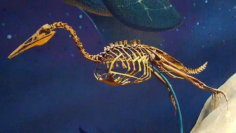 Dokumentasi USNM V4978 dengan identifikasi pada sumber Hesperornis regalis. Isi dan label gambar dipertahankan.
