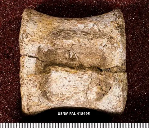 Dokumentasi USNM PAL418495 dengan identifikasi pada sumber Pantosaurus striatus. Isi dan label gambar dipertahankan.