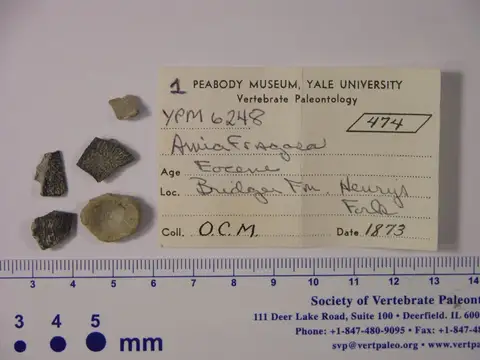 Dokumentasi YPM VP 006248 dengan identifikasi pada sumber Amia fragosa. Isi dan label gambar dipertahankan.
