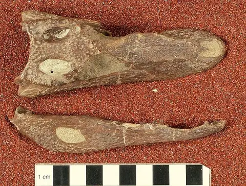 Dokumentasi USNM V15996 dengan identifikasi pada sumber Procaimanoidea utahensis. Isi dan label gambar dipertahankan.