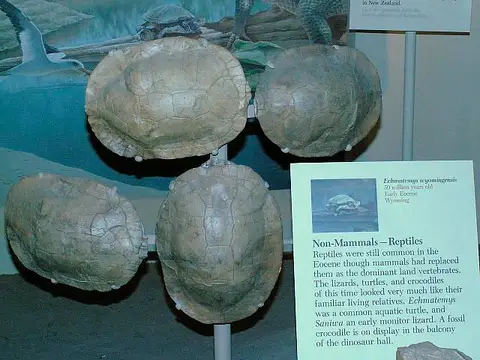 Dokumentasi USNM V16779 dengan identifikasi pada sumber Echmatemys wyomingensis. Isi dan label gambar dipertahankan.