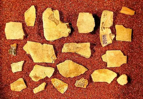 Dokumentasi USNM V4062 dengan identifikasi pada sumber Anosteira ornata. Isi dan label gambar dipertahankan.