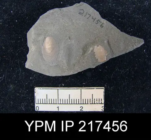 Dokumentasi YPM IP 217456 dengan identifikasi pada sumber Lingula carbonaria. Isi dan label gambar dipertahankan.