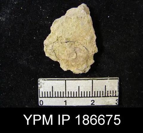 Dokumentasi YPM IP 186675 dengan identifikasi pada sumber Orbiculoidea missouriensis. Isi dan label gambar dipertahankan.