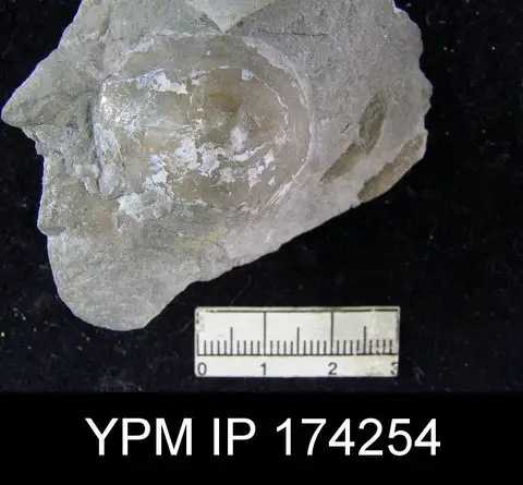 Dokumentasi YPM IP 174254 dengan identifikasi pada sumber Orbiculoidea capuliformis. Isi dan label gambar dipertahankan.