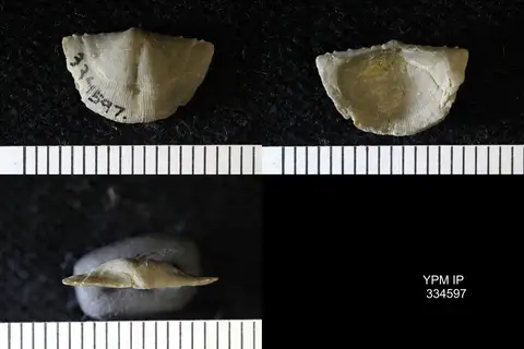 Dokumentasi YPM IP 334597 dengan identifikasi pada sumber Chonetinella flemingi. Isi dan label gambar dipertahankan.