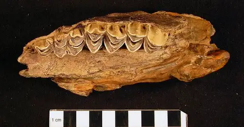 Dokumentasi USNM V25687 dengan identifikasi pada sumber Synthetoceras davisorum. Isi dan label gambar dipertahankan.