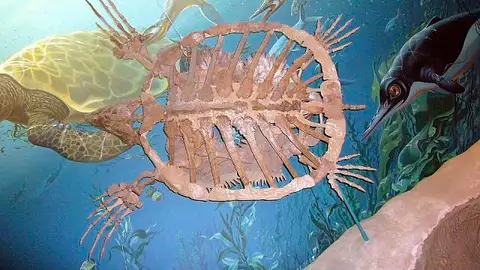 Dokumentasi USNM V11651 dengan identifikasi pada sumber Protostega gigas. Isi dan label gambar dipertahankan.