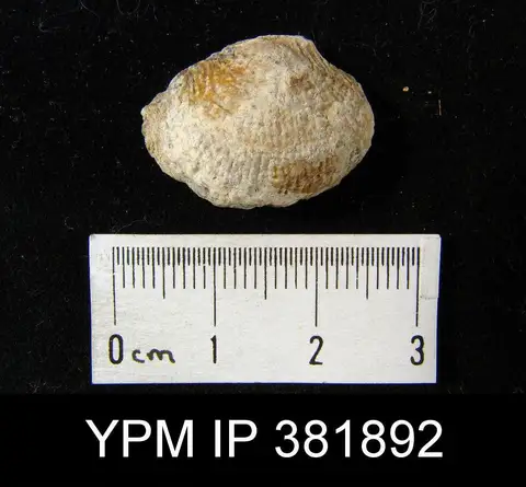 Dokumentasi YPM IP 381892 dengan identifikasi pada sumber Dictyoclostus gallatinensis. Isi dan label gambar dipertahankan.