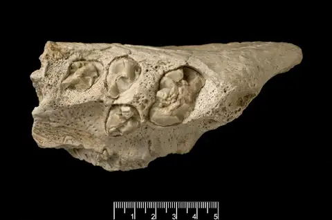 Dokumentasi PV M 26517 dengan identifikasi pada sumber Megistotherium osteothlastes. Isi dan label gambar dipertahankan.